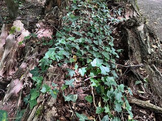 Green ivy grows on the bark of an old tree in the forest. Close-up of photo