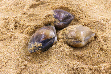 nature and summer holidays concept - Single quahog clam at low tide on the beach
