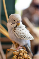A Graceful Budgerigar is Perched on a Millet Stalk, showcasing its beauty and charm