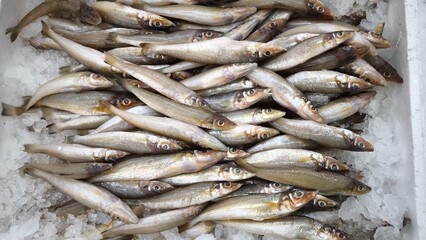 Fototapeta premium Fresh fish on ice in the shop