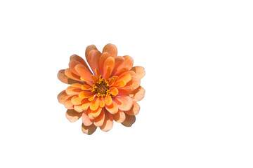 Orange flowers are blooming in the park.