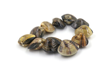 Closed up fresh baby clams, venus shell, shellfish, carpet clams, short necked clams, as raw food from the sea are the seafood ingredients. fresh clams Background. seafood.Isolated on white background