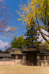 a traditional Korean gate at Jeonju, adorned with intricate designs, nestled under a vibrant yellow ginkgo tree, against a clear sky, reflecting cultural heritage and natural