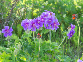 Fototapete bei efototapeten.de bestellen   
