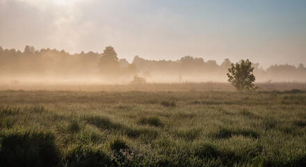 Fototapeta premium Summer early morning landscape with haze over river.