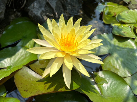 A yellow water lily blooming in the pond.