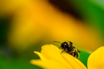 bee on a yellow sunflower
