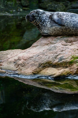 grey seal on a rock in the water