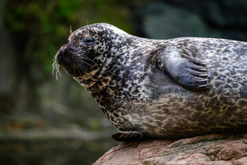 seal resting on a rock