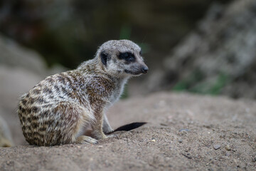 meerkat on the lookout