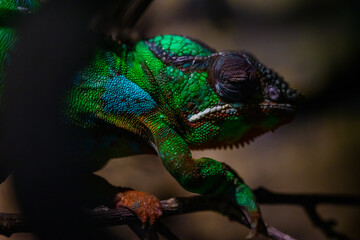 panther chameleon on a tree branch