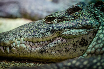 closeup of a crocodile resting on the sandy shore