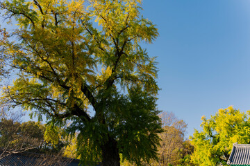 a vibrant tree with yellow and green leaves against a clear blue sky, signifying autumn’s arrival in Korea. The scene is serene and full of natural beauty.