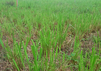Brachiaria grass of the MombaÃ§a species for feeding dairy cows planted in a row using a hand-operated machine called matraca.