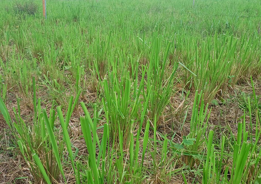 Brachiaria grass of the Momba&Atilde;&sect;a species for feeding dairy cows planted in a row using a hand-operated machine called matraca.