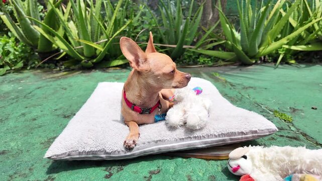 Perro chihuahua color cafe descansando bajo el sol en su almohad&oacute;n junto a su peluche favorito