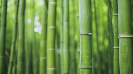Obraz premium Bamboo grove with tall, slender stalks
