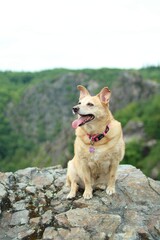 A light brown dog sits on stone