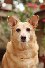 Head portrait of light brown dog with flowers background