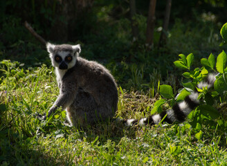 Katta Affe sitz im grünem Gras im Tiergarten Schönbrunn