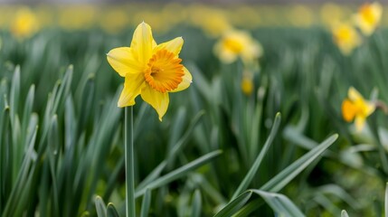 Obraz premium Blooming Hope: Vibrant Yellow Daffodil in Lush Field with Copy Space - Daffodil Day Theme