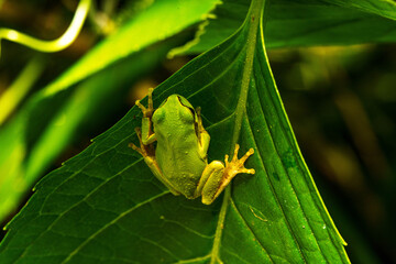 葉の上で休むアマガエル
