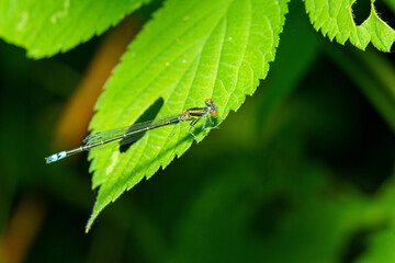 葉にとまる糸トンボ