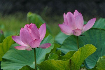 Obraz premium 美しい古代蓮の花