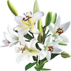 five large white lily blooms in bunch on white illustration