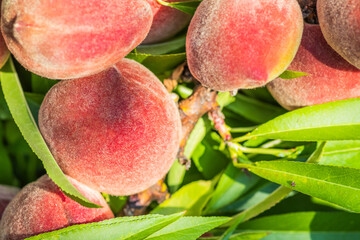 Juicy peaches hang from a sundrenched tree branch in a lush orchard, exuding freshness