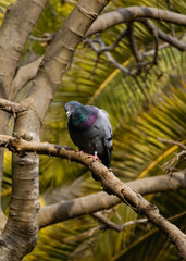 Rock Pigeon