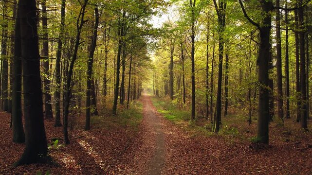 Slow forward flight in the forest in autumn. Yellow trees in gentle sunny colors frame a forestry path in the woodlands