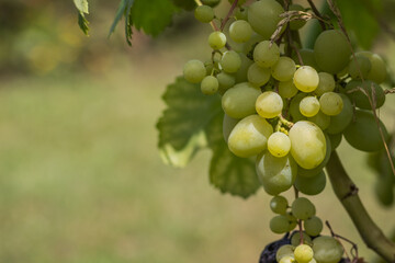 A detailed view of ripe green grapes growing on a vine illuminated by warm sunlight