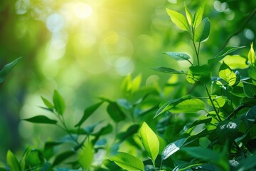 Obraz premium Serene Sunlight Shining Through Lush Green Foliage