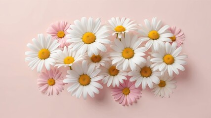 Fototapeta premium Daisy flower composition is made of fresh colorful flowers on a light pastel background
