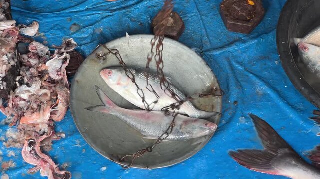 Raw pieces of ilish being weighed before cutting