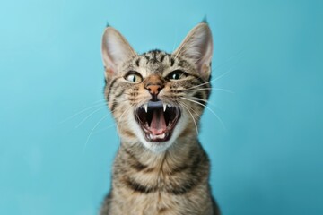 Obraz premium Veterinary Examination Tabby Cat Showing Teeth Isolated on blue background