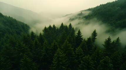 Fototapeta premium A dense forest shrouded in mist, with dark green trees standing tall against the backdrop of rolling hills