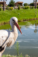white stork in the water