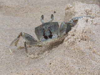 Ghost crab on a tropical beach