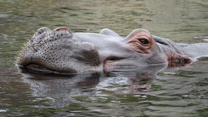 African giant hippopotamus with head above water
