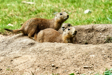 black tailed prairie dog with green grass