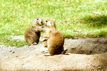 black tailed prairie dog with green grass