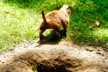 black tailed prairie dog with green grass