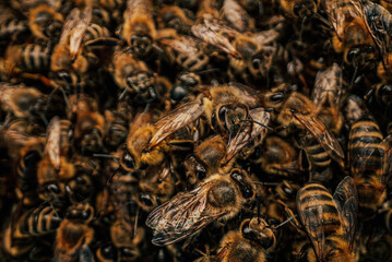 Macro Detailed Bees Insects Swarming, Ready To Look For New Home. Young Family.