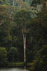 Fototapeta premium trees in the forest