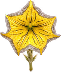 Fototapeta premium Yellow and white color of Painted-Tongue flower, with scientific name Salpiglossis Sinuata