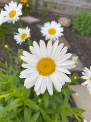 Obraz premium Daisy