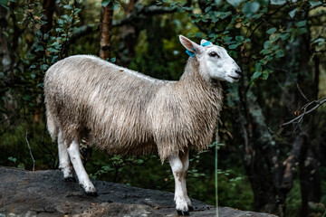 Naklejka premium Beautiful sheep in Norway on the pasture.