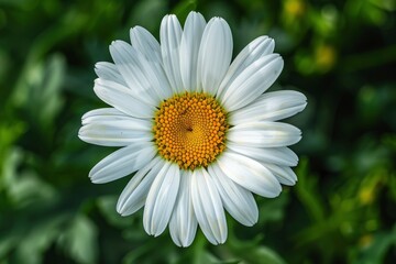Fototapeta premium daisy flower, closeup with generative ai